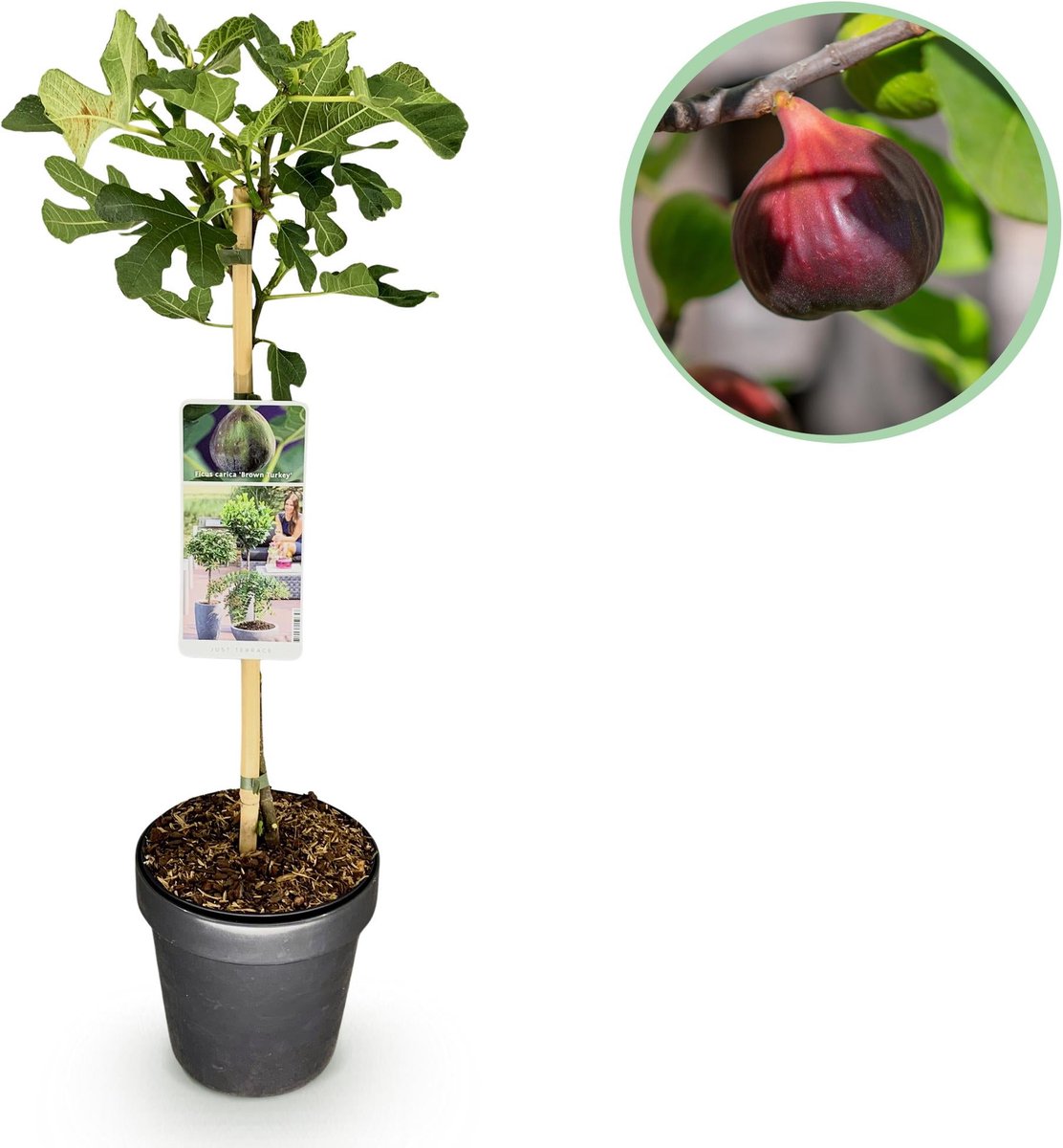 Plant op Stam - Ficus carica Brown Turkey - Terras Plant - Bladverliezend - Winterhard - Groene Vrucht - Pot 19cm Hoogte 90cm