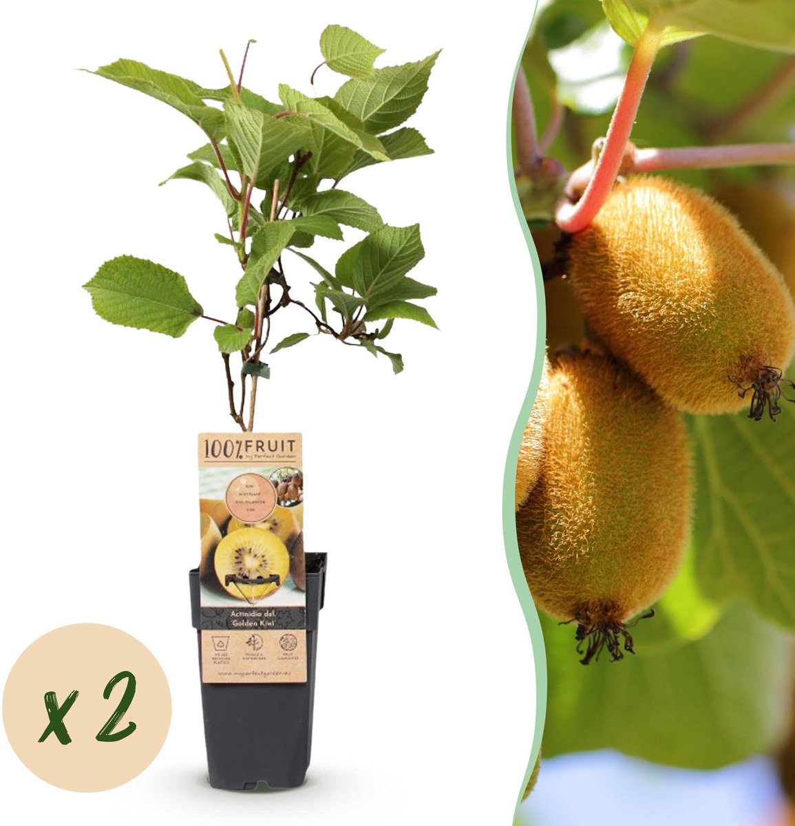Fruitplant - Actinidia deliciosa Golden Kiwi - Kiwiplant - Vrouwelijk - Gele Vrucht - 2 Planten - Pot 15cm - Hoogte 50cm