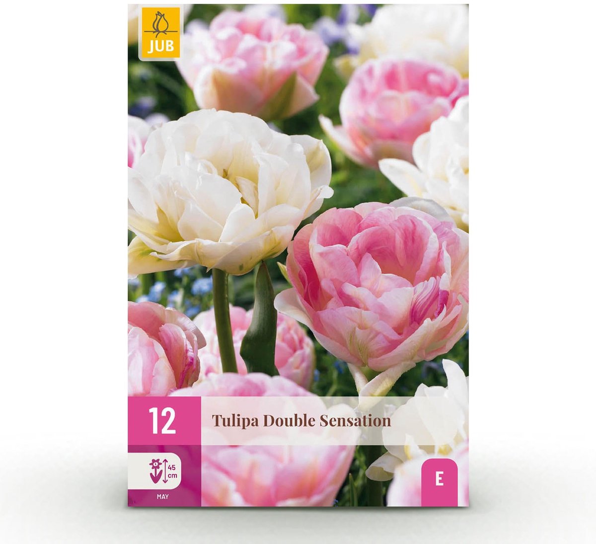 Bloembollen - Tulp Double Sensation - Kleur Wit en Roze - 12 stuks - Bolmaat 11/12 - XXL Pack