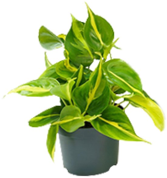 Philodendron Scandens Brasil - Ø12cm - 15cm