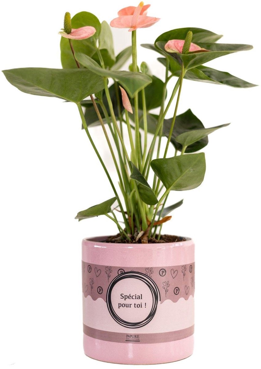 Anthurium Pink (Spirit) In P&PURE SPECIAL POUR TOI Verpakking - Ø12cm - 45cm