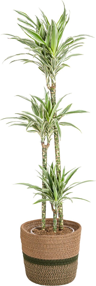Dracaena Deremensis White Stripe met mand Ø24cm - 130 - 150cm