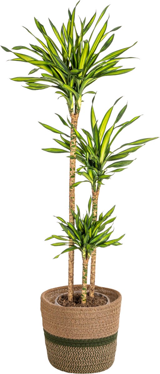 Dracaena Deremensis Rikki met mand Ø24cm - 130 - 150cm
