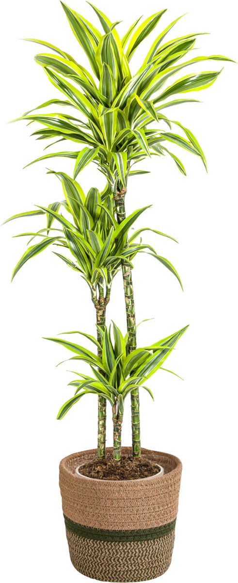 Dracaena Deremensis Lemon Lime met mand Ø24cm - 130 - 150cm