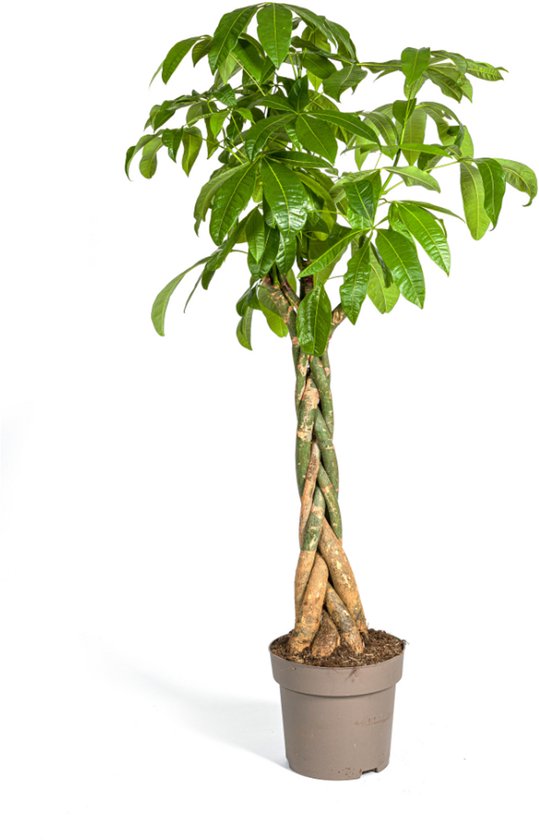 Pachira Aquatica Ø30cm - 160 - 180cm
