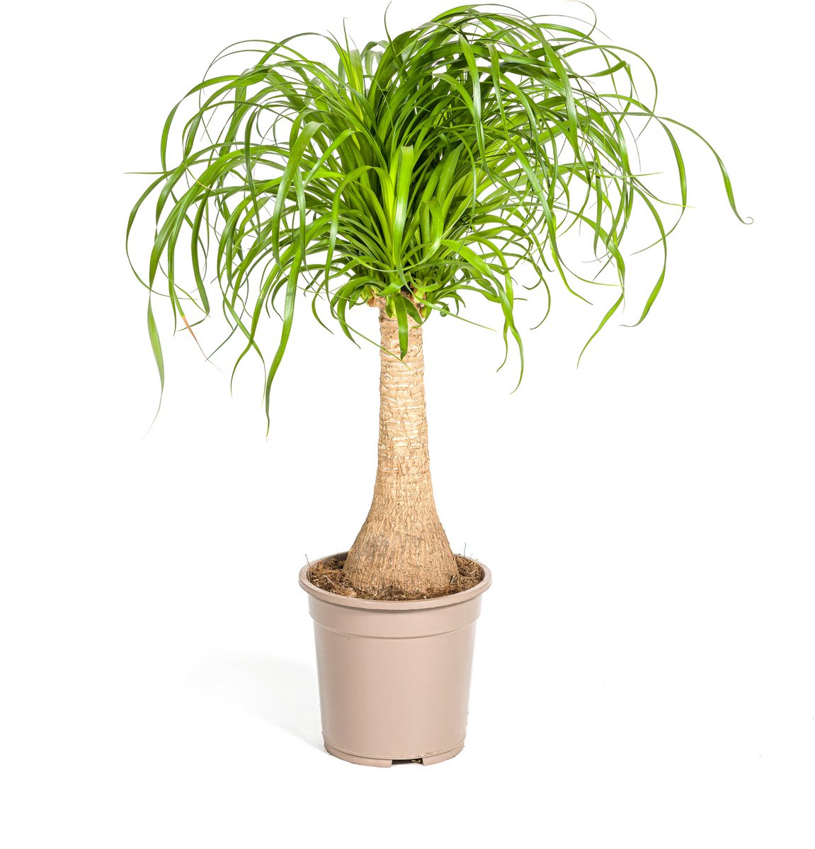 Beaucarnea Recurvata Stam Ø21cm - 60 - 80cm