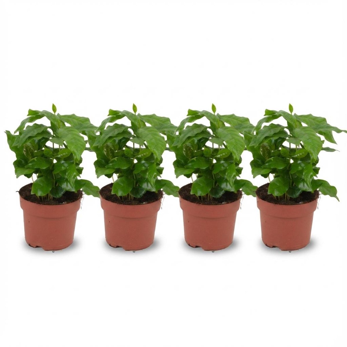4x Coffea Arabica Koffieplant - Ø 12 cm - Hoogte: 25 cm