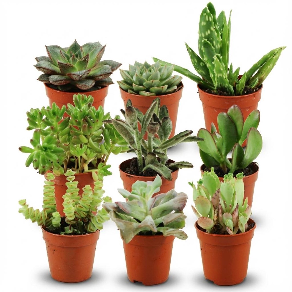 Mini Succulenten Mix - 9 Stuks - Ø 5,5 cm - Hoogte: 5-10 cm