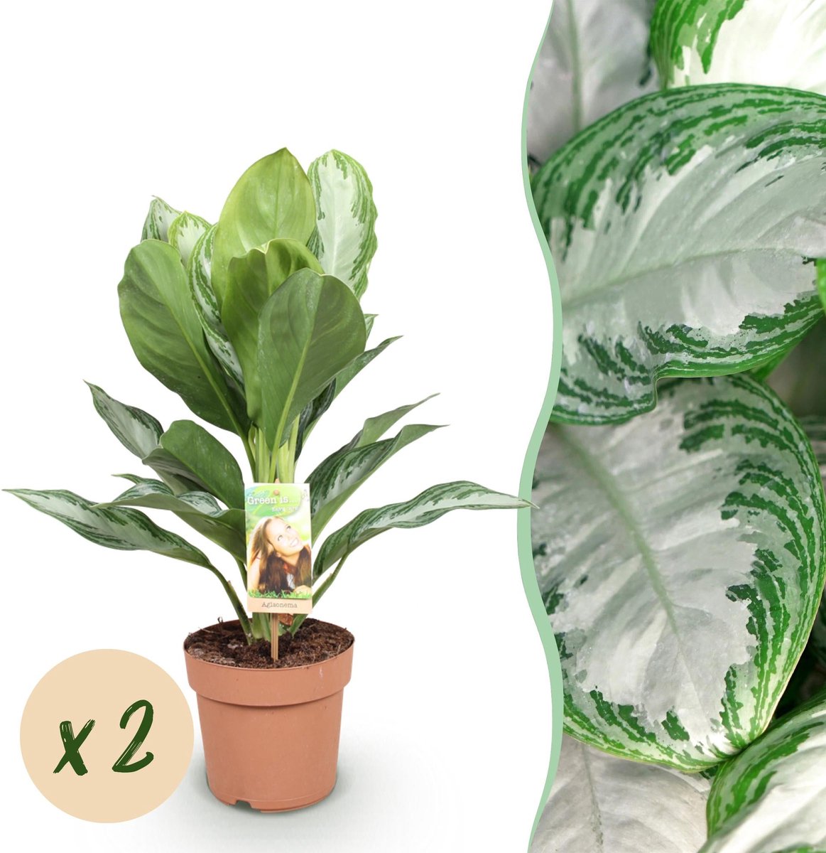 Green is... Kamerplanten - Aglaonema Silver Bay - Zilverblad - Weinig onderhoud - Groen - 2 Planten - Pot 17cm - Hoogte 70-75cm