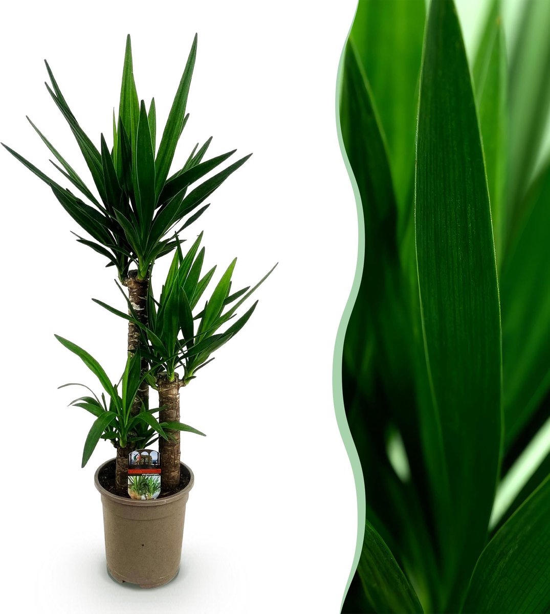 Kamerplant - Yucca elephantipes - Yucca - Weinig onderhoud - Groen - 1 - Pot 21cm - Hoogte 100cm