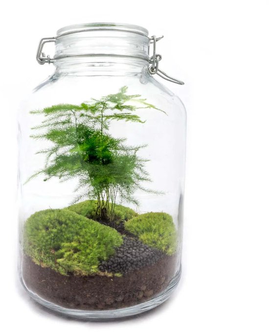 Terrarium - Jar plant - Ficus - ↑ 28 cm - Ecosysteem plant - Kamerplanten - DIY planten terrarium - Mini ecosysteem