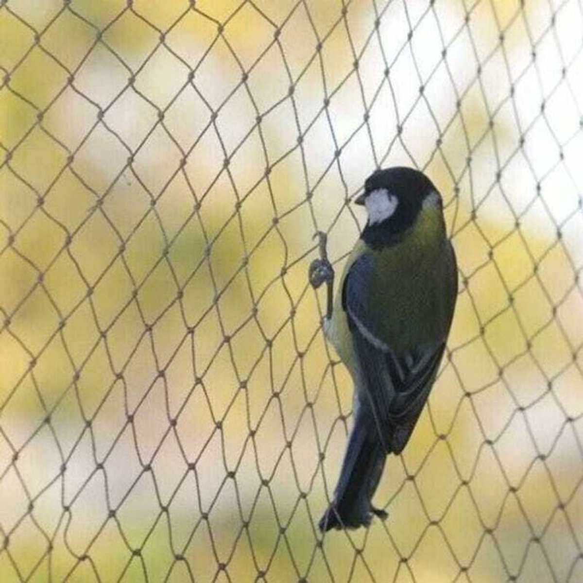 Vogelnet, maaswijdte 1,5 x 1,5 cm, 10 m x 5 m, stevig en duurzaam beschermend net, geschikt voor vijvers, boomgaarden en moestuinen.
