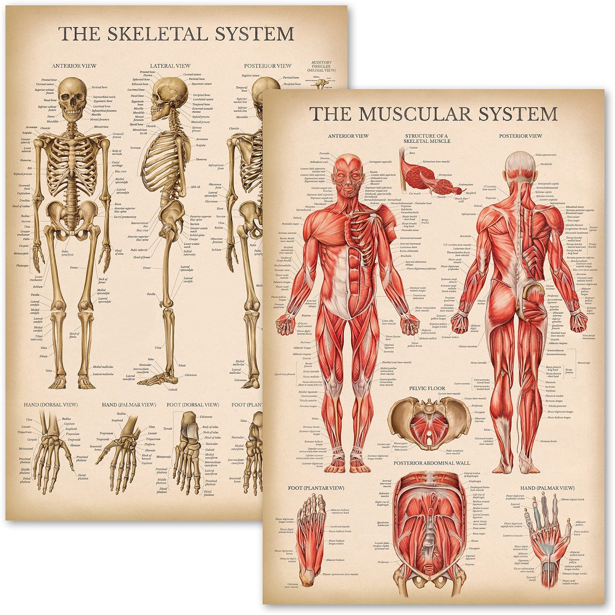 Anatomische Posters van het Spier- en Skeletsysteem - Gelamineerd 18" x 24"