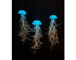 Prachtige set van 3 glazige glow-in-the-dark Jellyfish luchtplantjes met spaans mos/levende planten/tillandsia/airplants/kamerplant/hangende plant