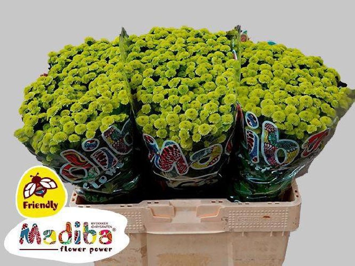 25x Chrysant san.madiba minty boane ponpon 50cm