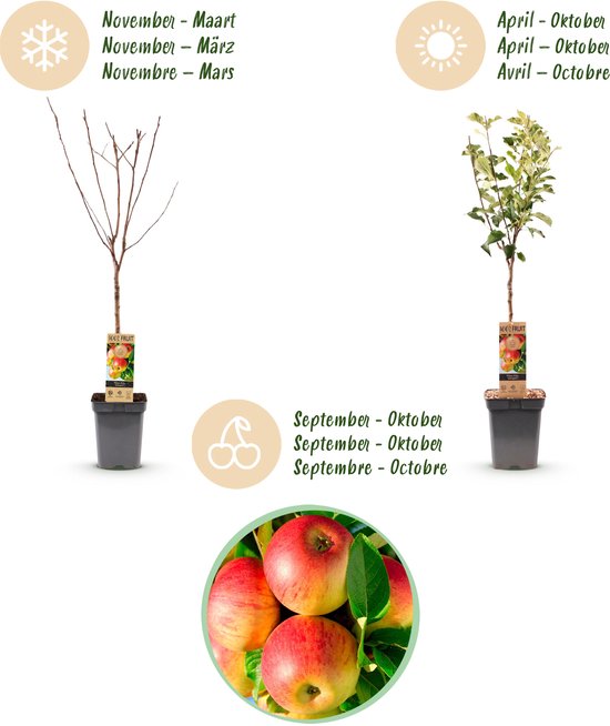 Overzicht van de appelboom 'Jonagold': de boom in de winter zonder blad, de boom in de zomer met blad en appels, en een close-up van de appels.