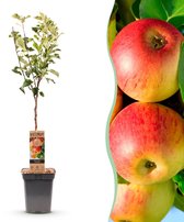 Green boutiQ - Fruitboom - Malus domestica Jonagold - Appelboom - Winterhard - Geel-Groene Appel - 1 Plant - Pot 21cm - Hoogte 90cm