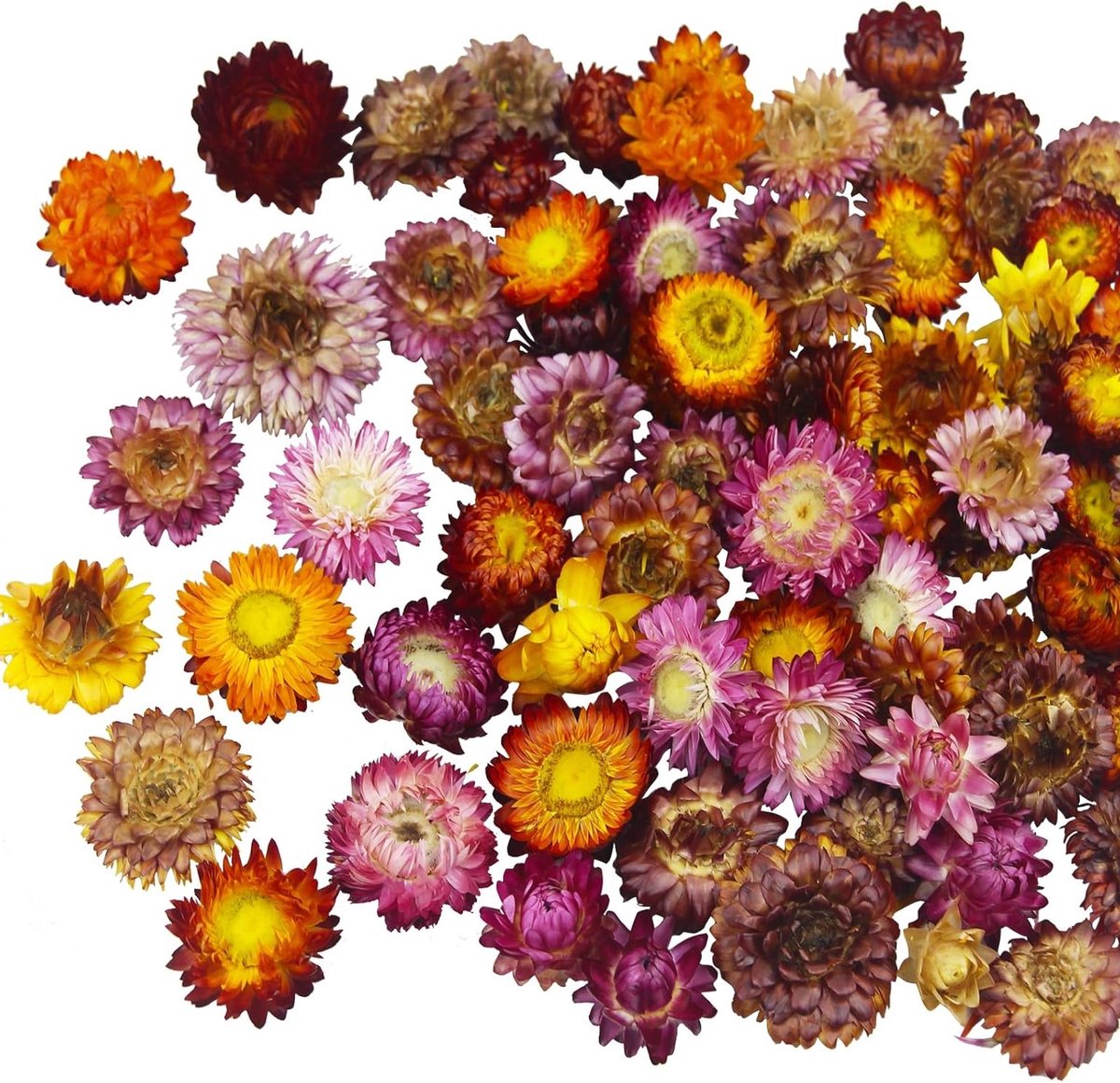 Dried chrysanthemums voor decoratie, boeketten en ambachtelijke projecten - 60 stuks