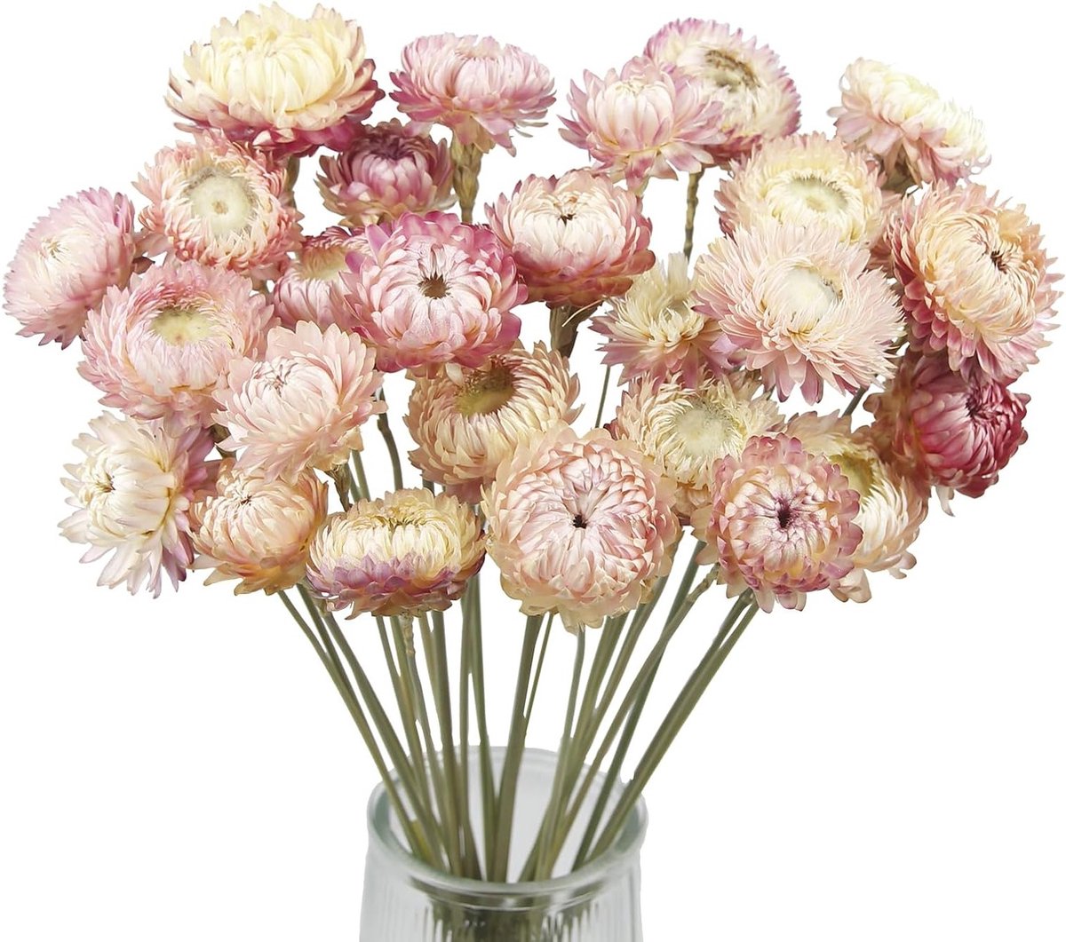 Dried paarse en roze stro chrysanten - Perfect voor decoratie, bloemstukken en ambachtelijke projecten