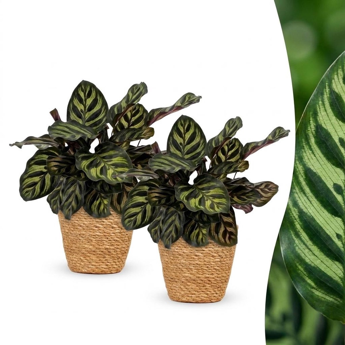 Green boutiQ - Calathea Makoyana - Pauwenplant - 2 Planten - met Mand - Pot 12cm - Hoogte - 25cm