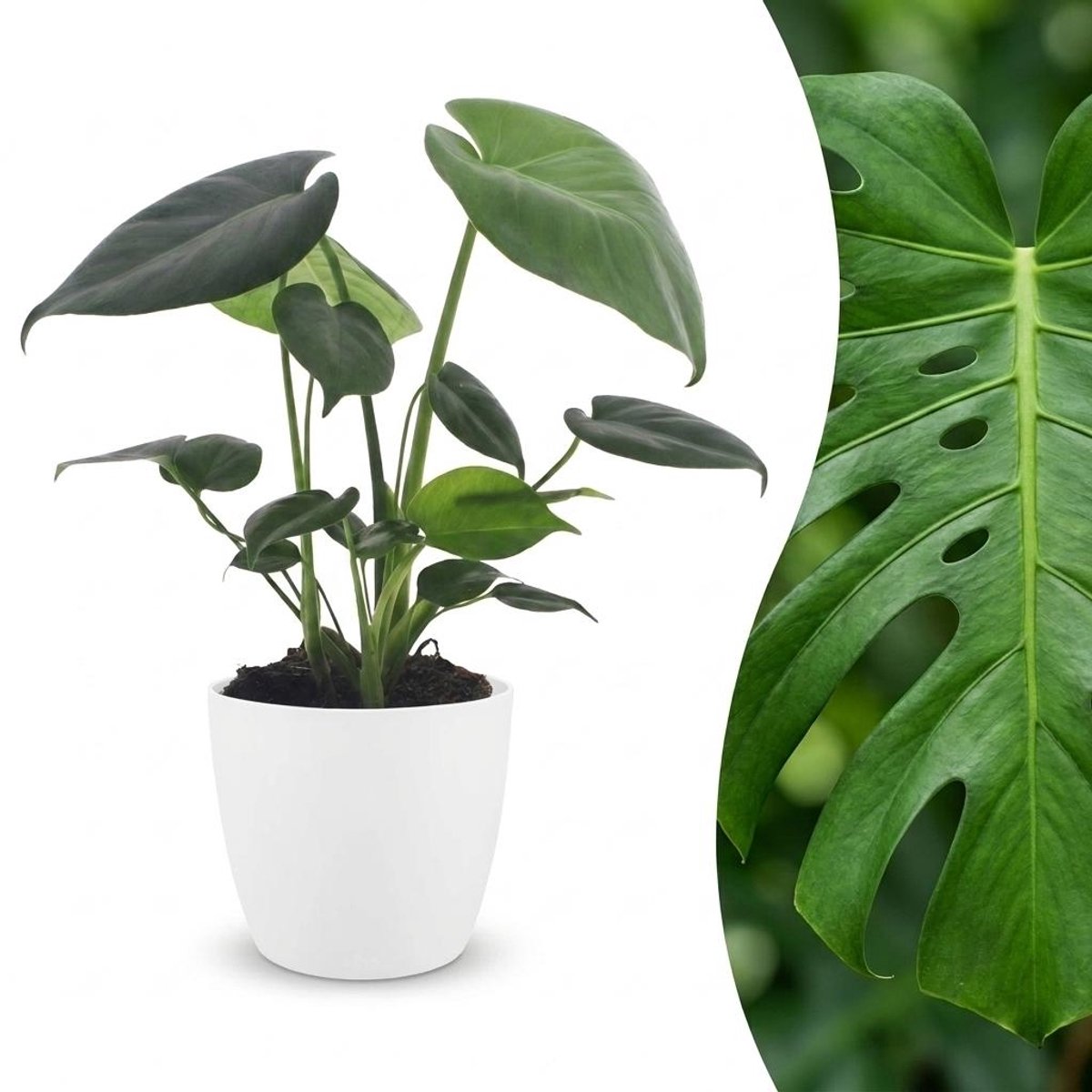 Green boutiQ - Monstera Deliciosa - Gatenplant - 1 Plant - met Potter Wit - Pot 12cm - Hoogte - 30cm