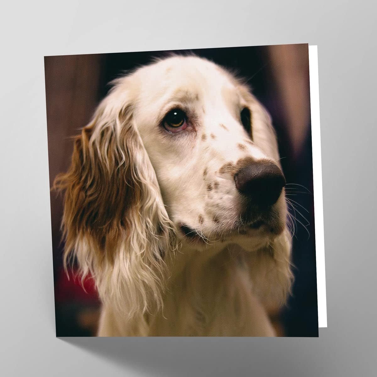 Maturi Blank Greeting Card with Springer Spaniel Dog Image - ShopVlot