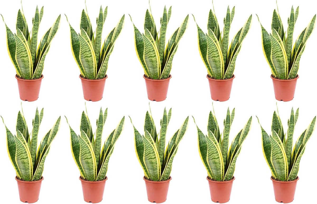 Set of 10 bow hemp - Sansevieria trifasciata Laurentii - height approx. 35 cm, pot Ø 12 cm - ShopVlot
