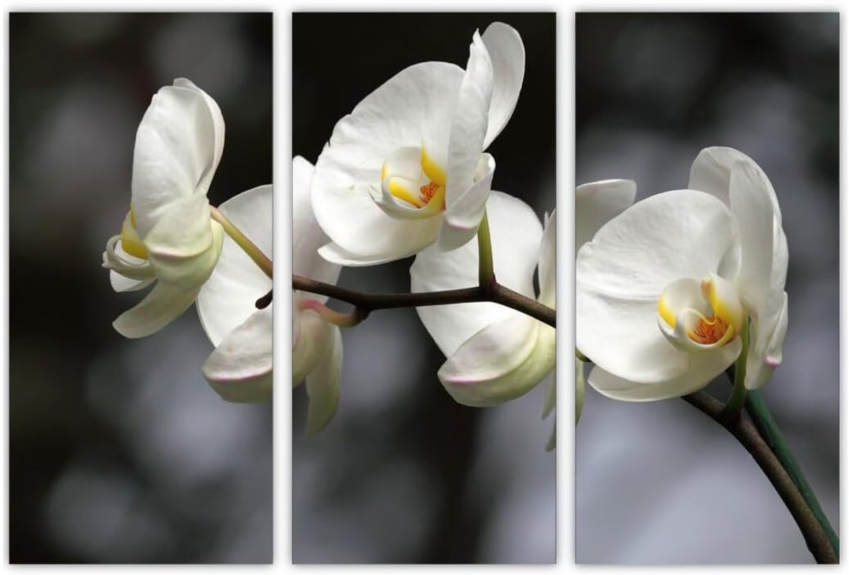 AREDE Set of 3 Wall Art Painting Picture Poster White Flowers (90X60cm) Home Office Wall Decoration Living Room - ShopVlot