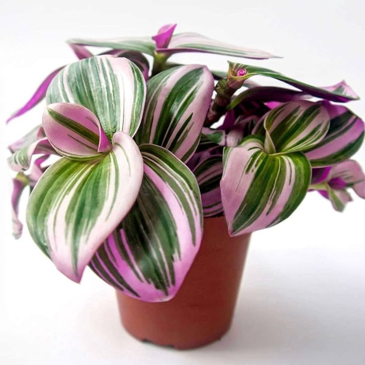 JUNAVERA Tradescantia nanouk | terrariumplant en kamerplant | 7 cm pot | 15 cm hoog