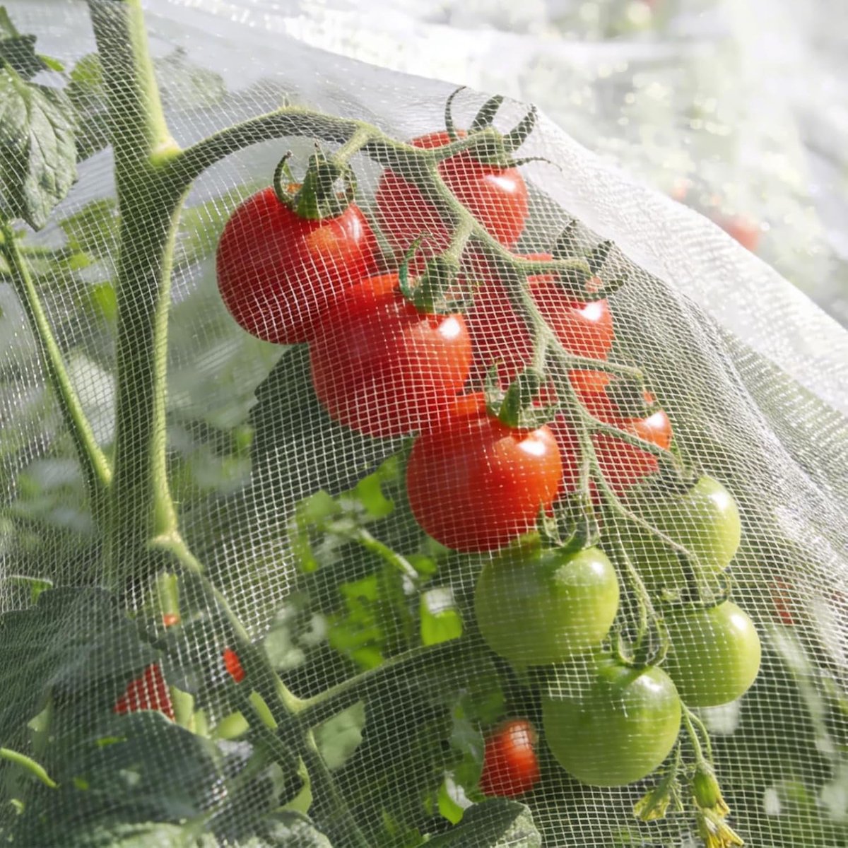 SnelShoppen - Insectenwerend net 1,2 x 3 m voor tuingroenten, fijn net, vogelbeschermingsnet, hagelbescherming, wit voor fruitbomen en bloemen