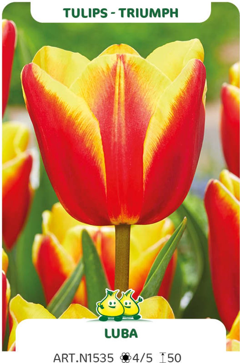 25 Bollen Triumph Tulpen Luba maat 12/+