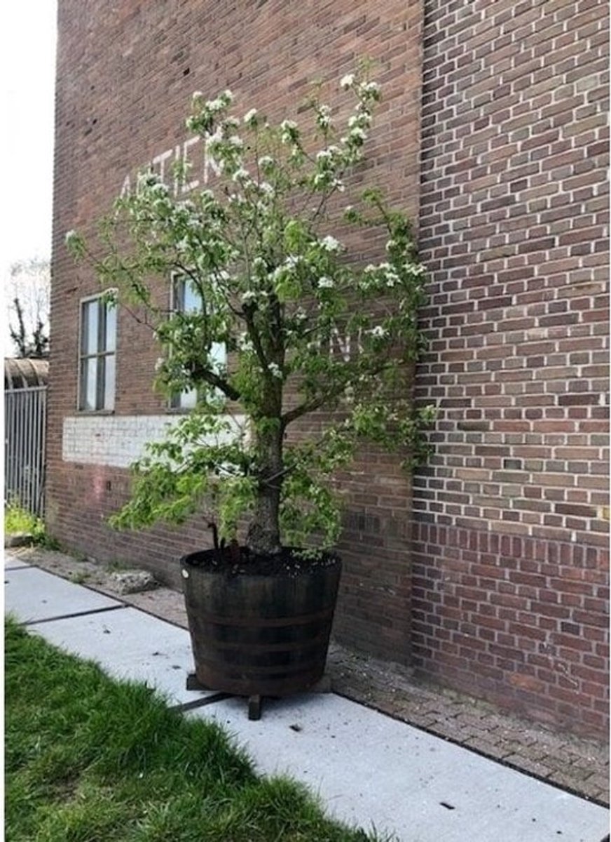 Houten Portvat Kuip 1/2 500l. (authentiek) / Olijfboom Fruitboom Palmboom / Vijver / Eikenhouten Plantenkuip / Groot XXL