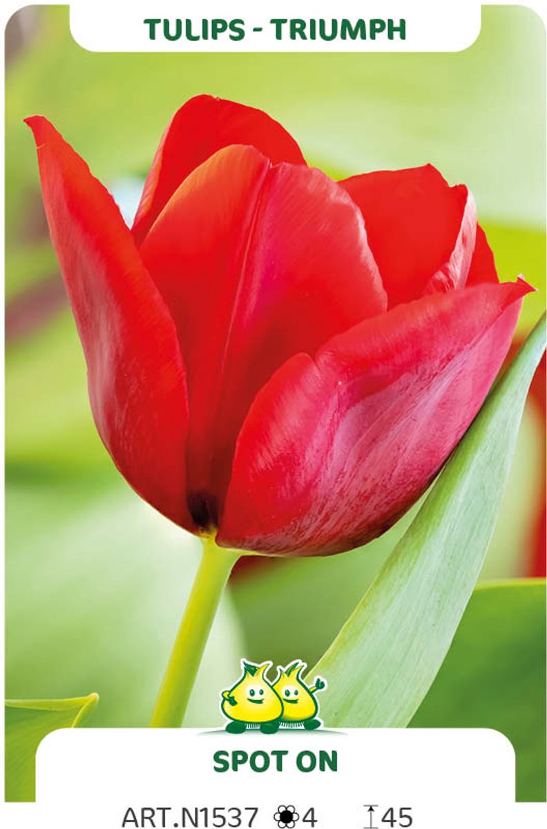 25 Bollen Triumph Tulpen Spot On maat 12/+