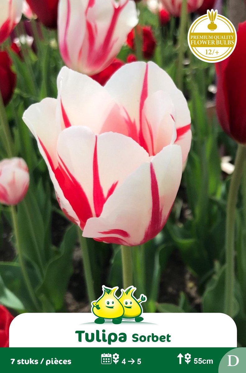 2 Zakjes Enkel Late Tulpen Sorbet maat 12/+