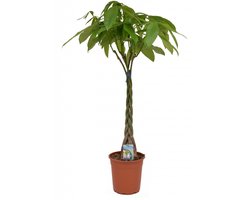 Plant in a Box - Pachira Aquatica - Kamerplant - Geldboom - Pot 17cm - Hoogte 60-70cm