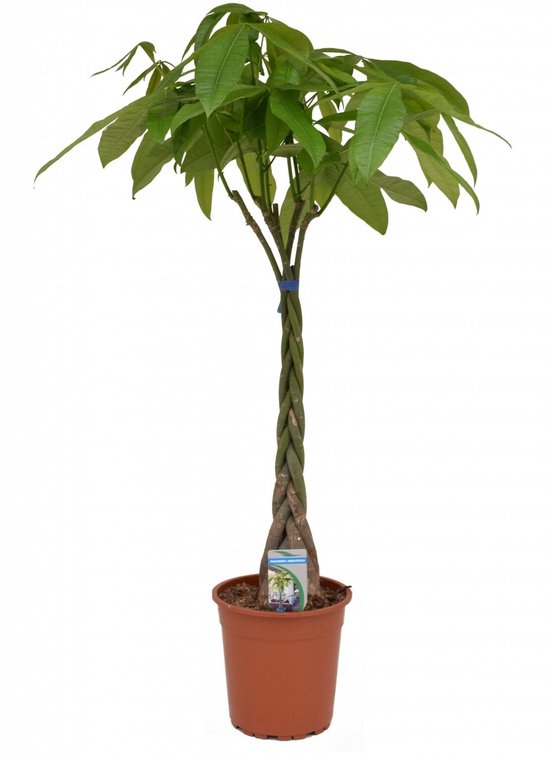 Plant in a Box - Pachira Aquatica - Kamerplant - Geldboom - Pot 17cm - Hoogte 60-70cm