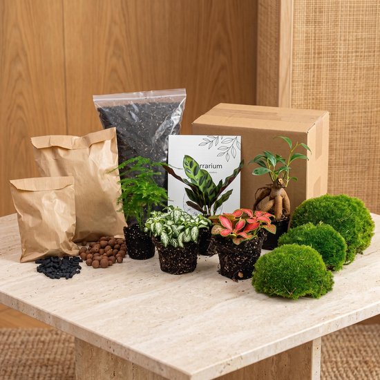 Planten terrarium pakket - Lancifolia - Bonsai - Asparagus - 5 planten - Navulling & Startpakket - DIY - Ecosysteem plant | urbanjngl