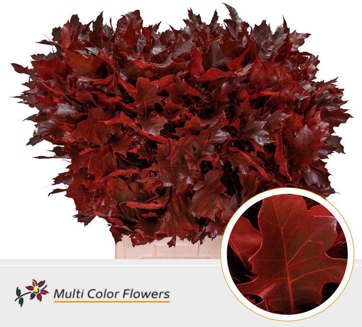 20x Sg quercus rood 60cm