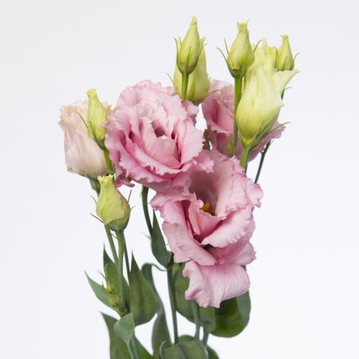10x Eust.alissa light pink du 70cm