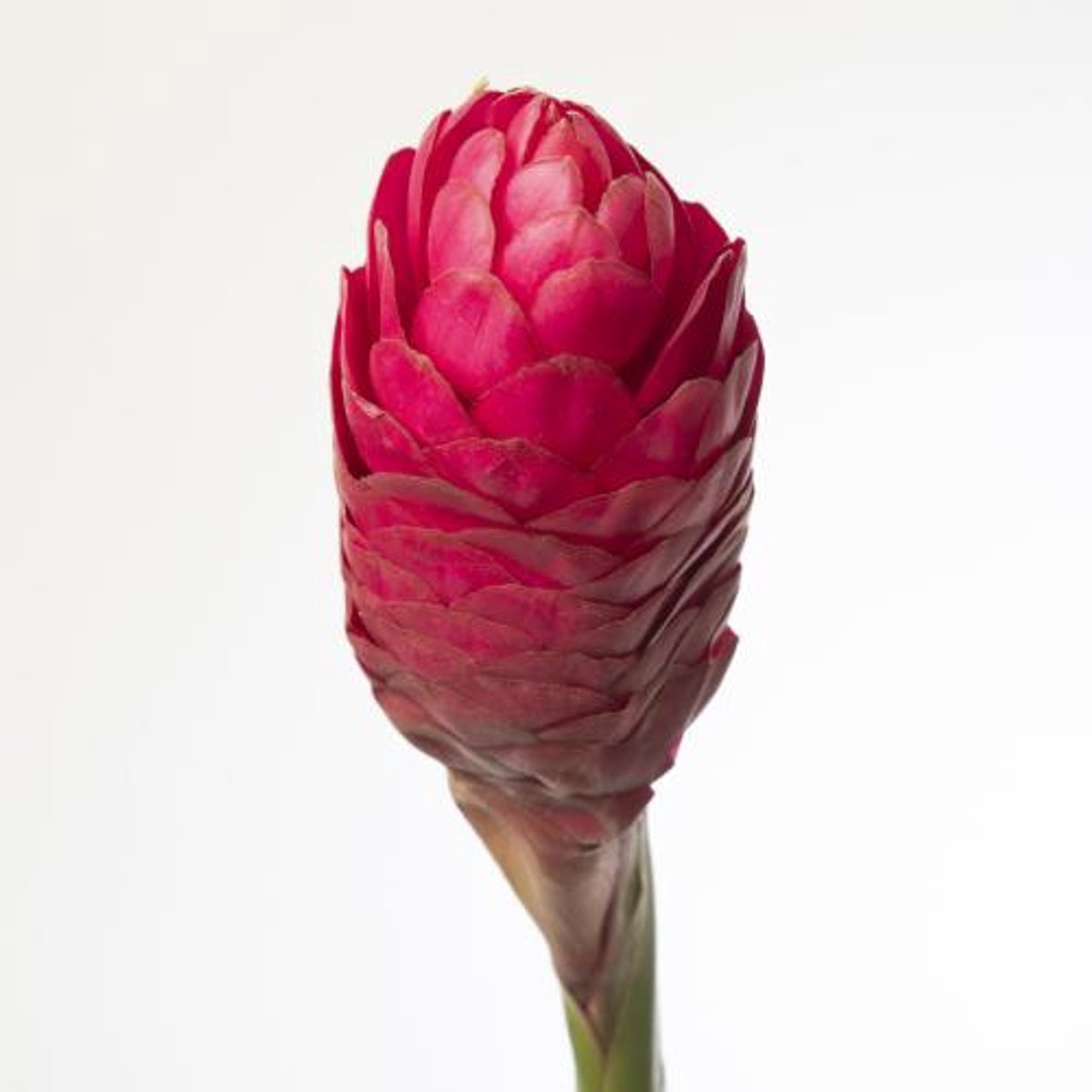 5x Alpinia red plus 80cm
