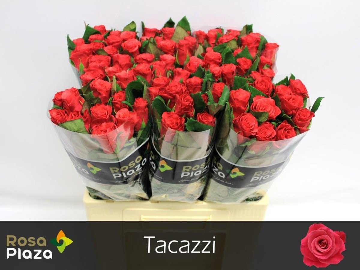 20x Rosa tacazzi+ 60cm