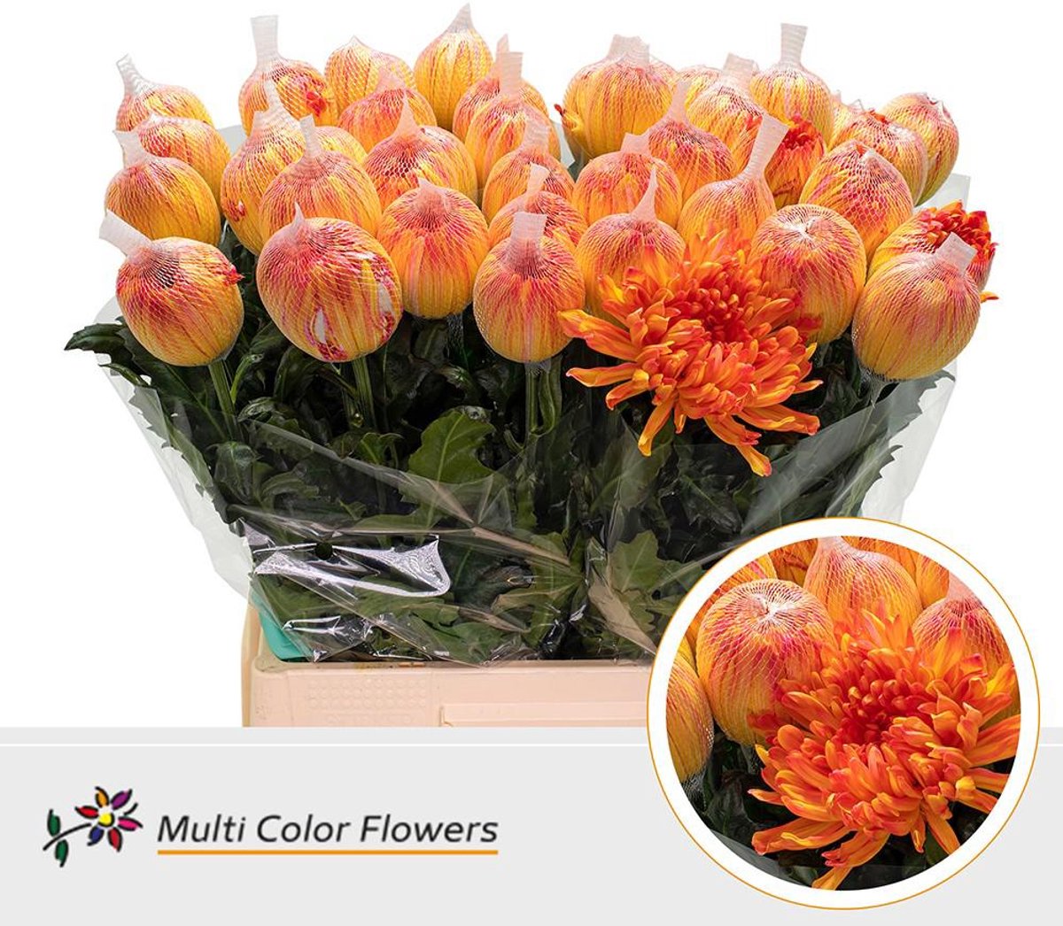 10x Chrysant antonov moonshine 60cm