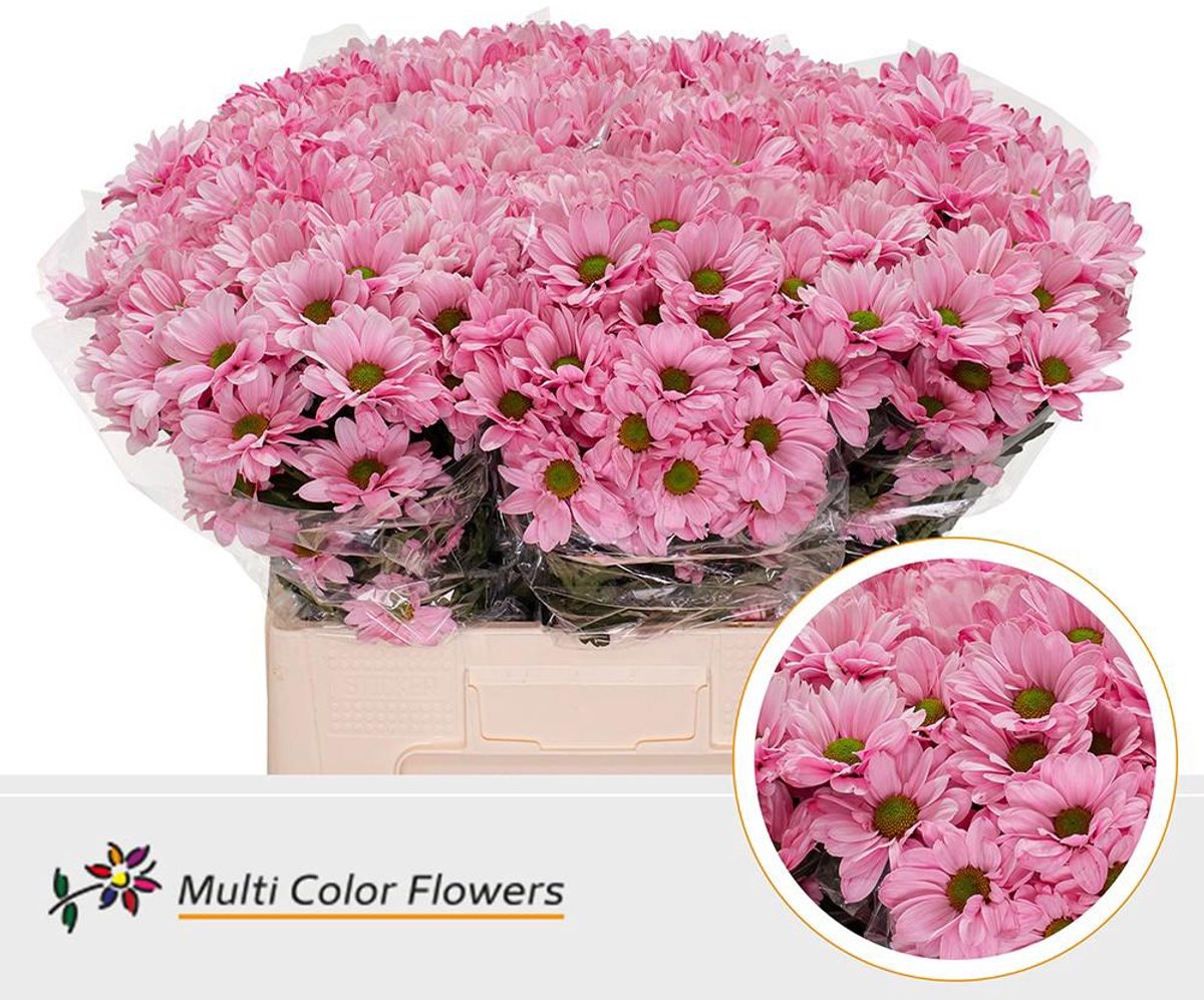 10x Chrysant kennedy rose 60cm