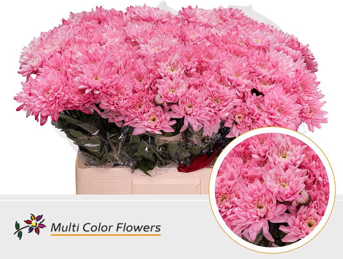 10x Chrysant baltica roze 60cm