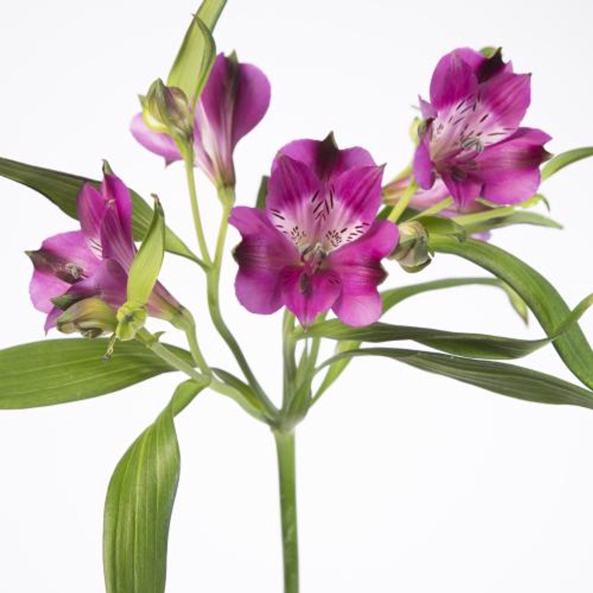 10x Alstroemeria morado 70cm
