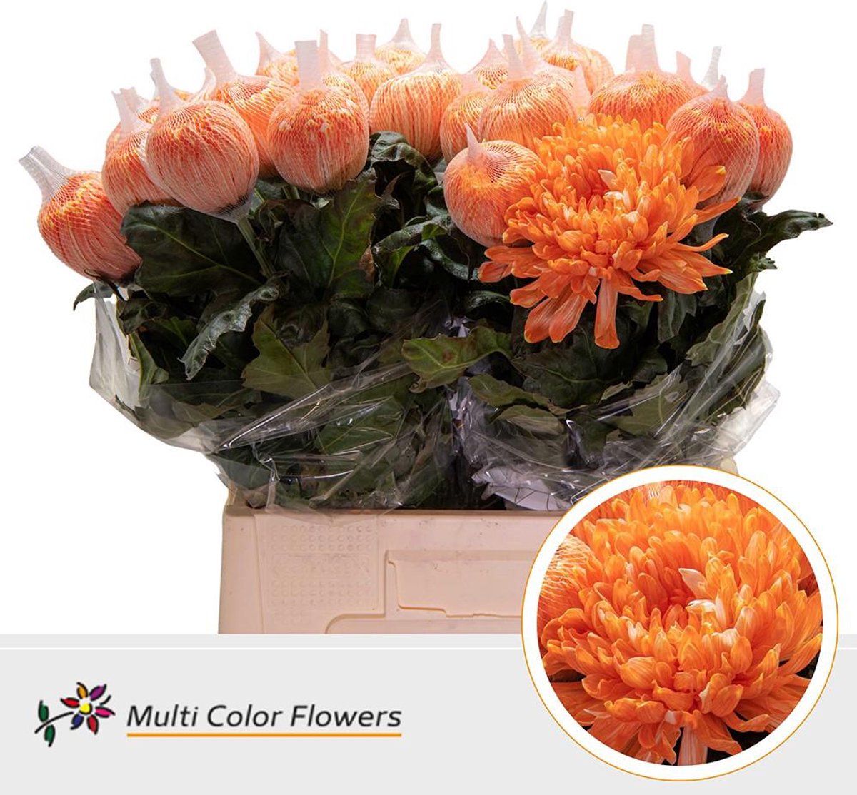 10x Chrysant antonov apricot 70cm