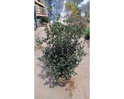5x Schijnhulst - Osmanthus heterophyllus (illicifolius) | maat 100-125 cm