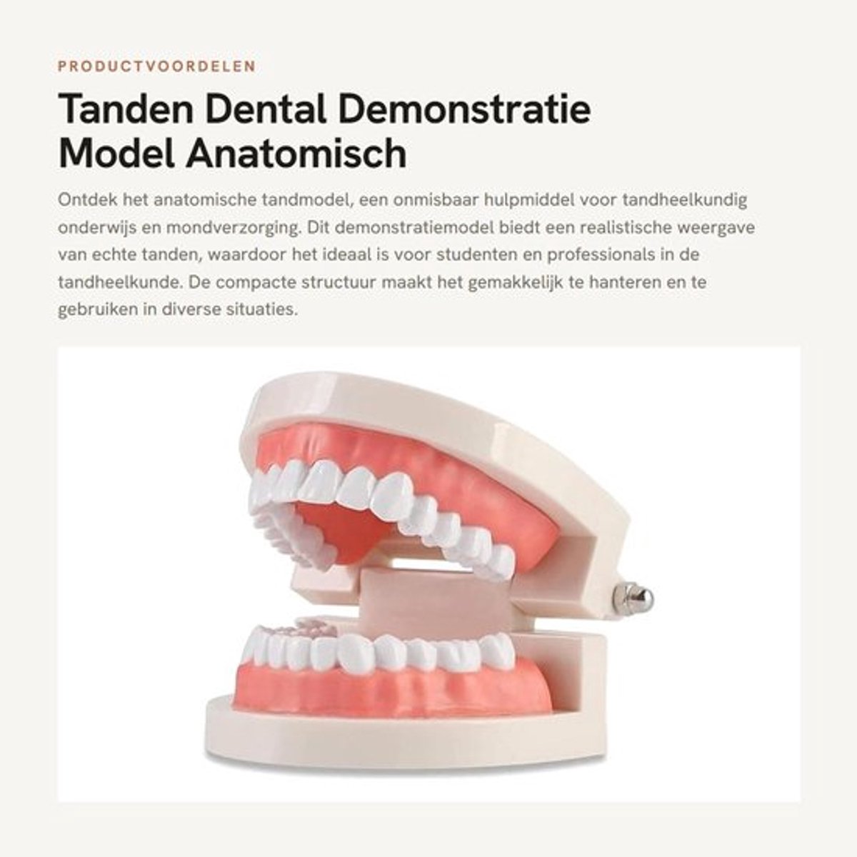 Tandmodel Anatomisch - Tandheelkundig Demonstratiemodel - 28 Onbeweegbare Tanden - Zacht Tandvlees - Duurzaam Materiaal - Onderwijs/Hulpmiddel - Tandheelkundig Model