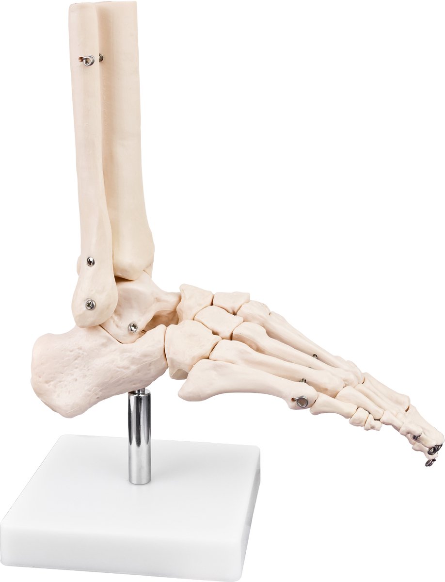 Levensgroot anatomisch skeletmodel - Anatomisch model van botten, enkel en voet - Menselijke voet met beweegbare gewrichten - MedMod voetmodel