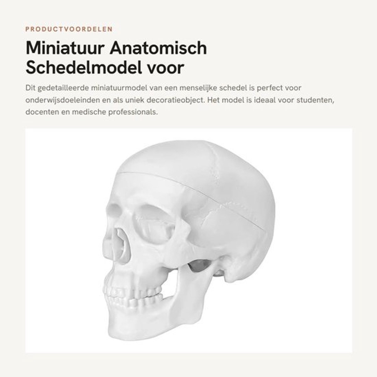 Schedelmodel - Miniatuur Anatomie Model - Afneembare Kap - Medisch Onderwijs - Decoratie Halloween - Duurzaam PVC Materiaal - Anatomisch Model